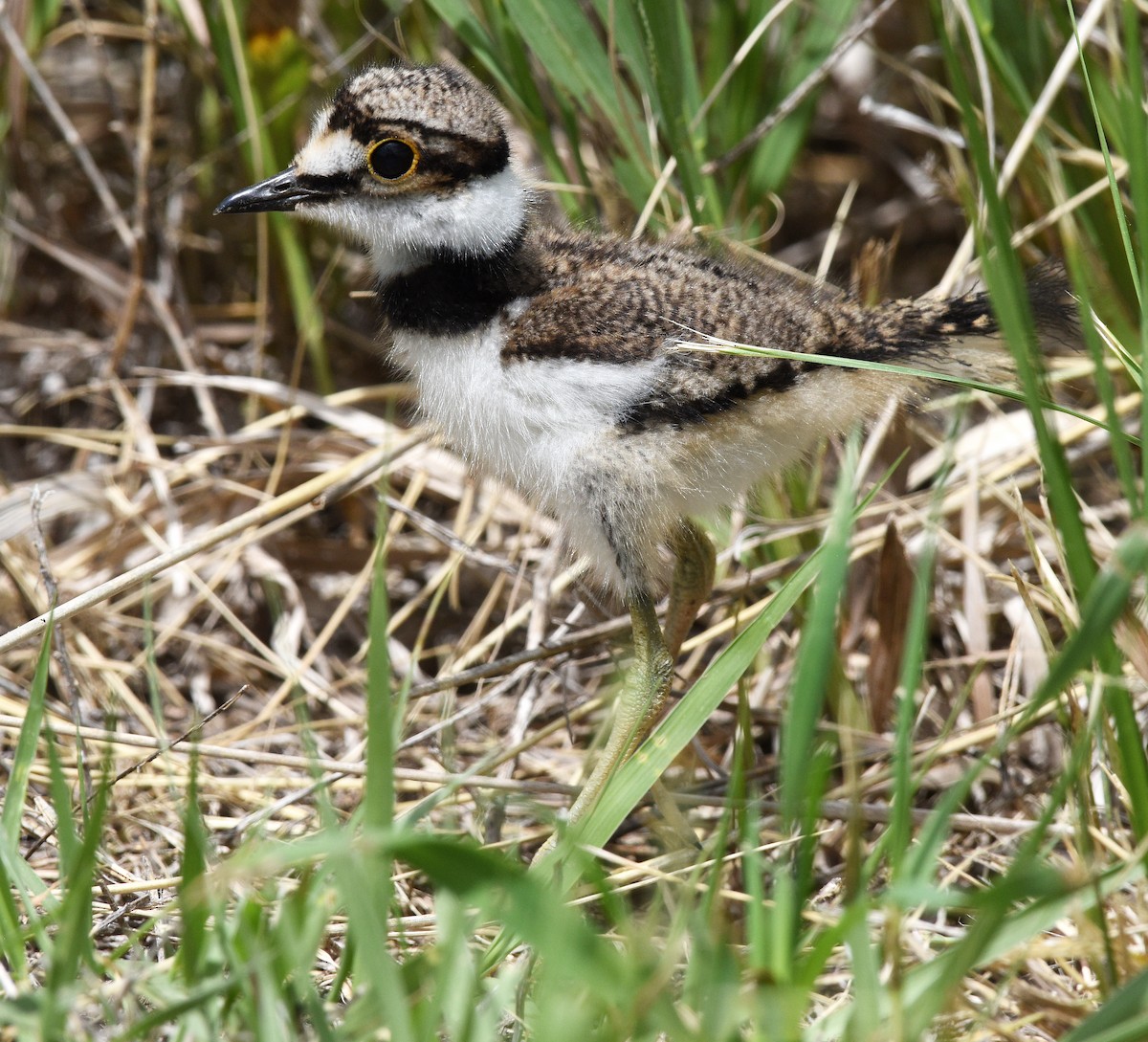 Killdeer - ML620470872