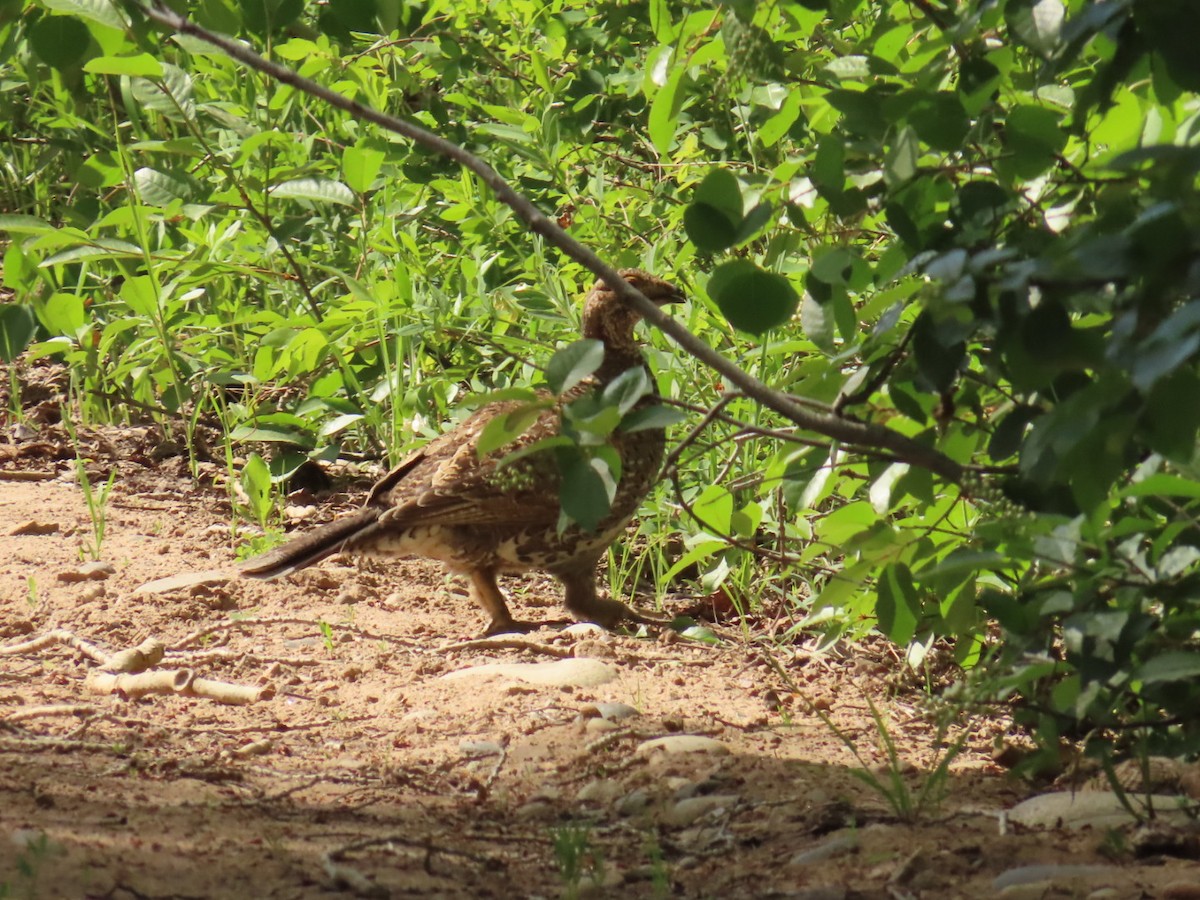 Dusky Grouse - ML620470873