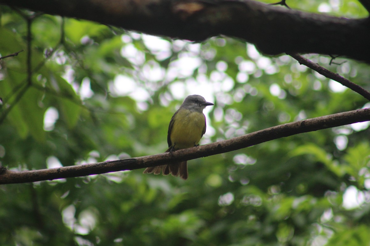 Tropical Kingbird - ML620470882