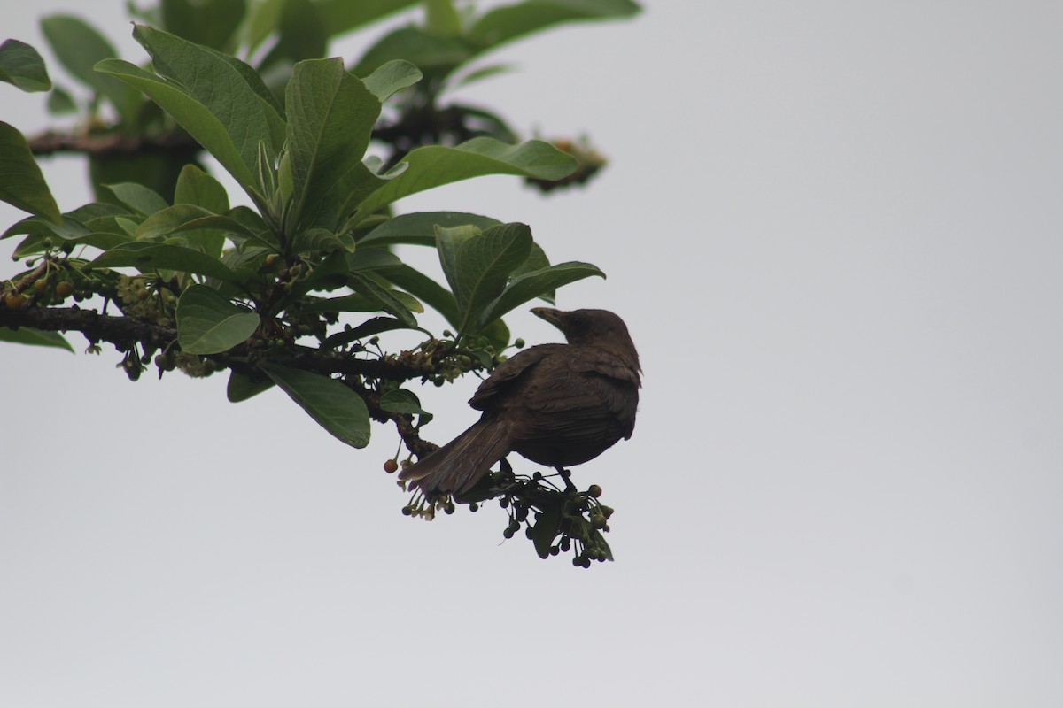Clay-colored Thrush - ML620470886