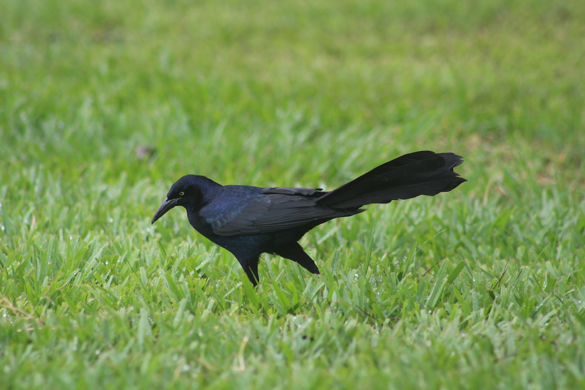 Great-tailed Grackle - ML620470889