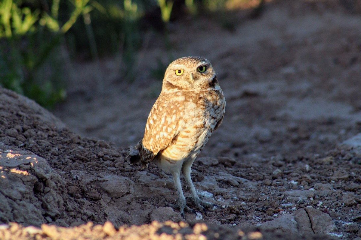 Burrowing Owl - ML620470890