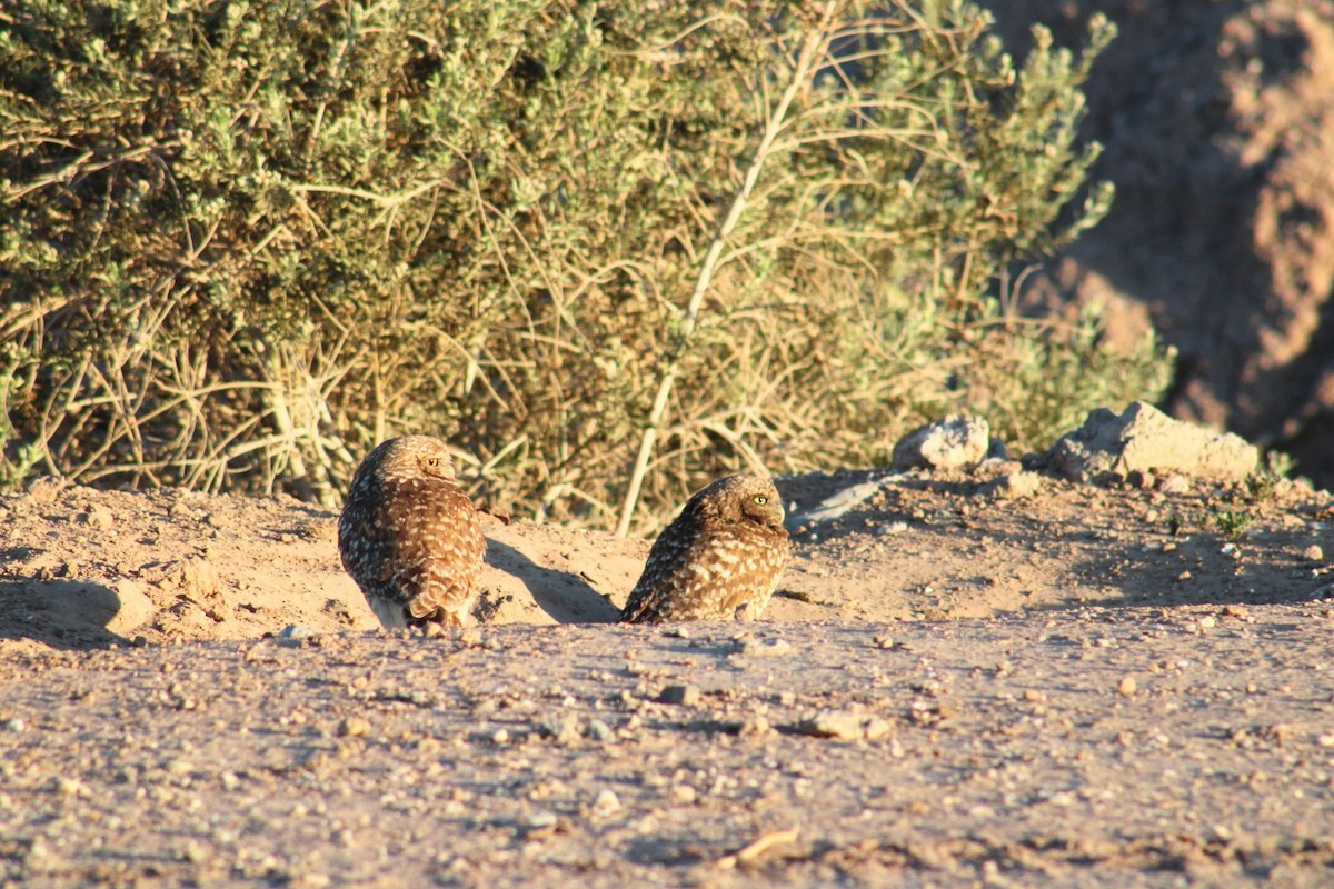 Burrowing Owl - ML620470892