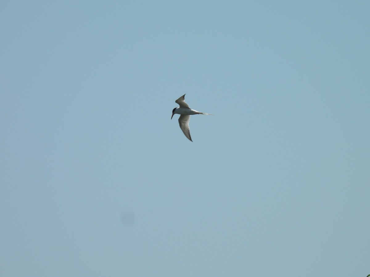 Forster's Tern - ML620470894