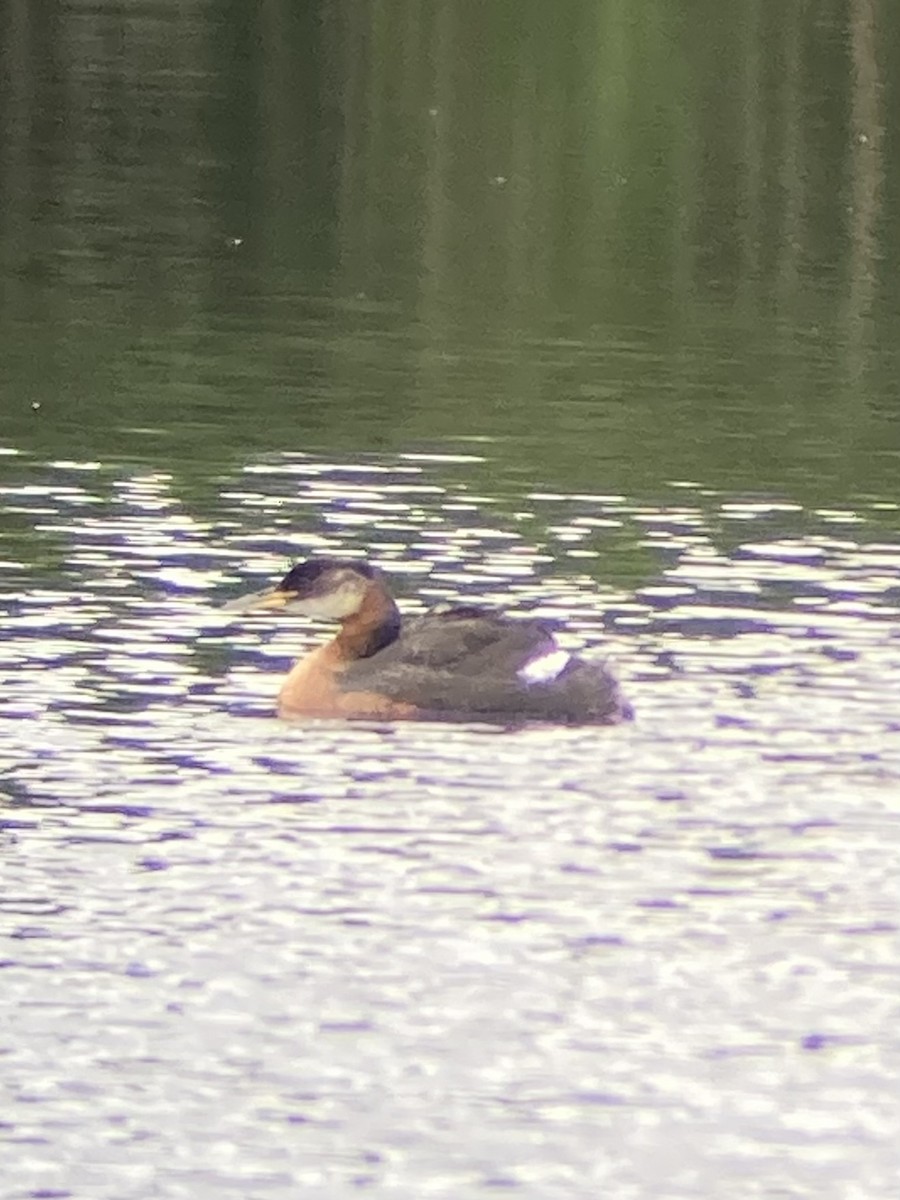 Red-necked Grebe - ML620470896