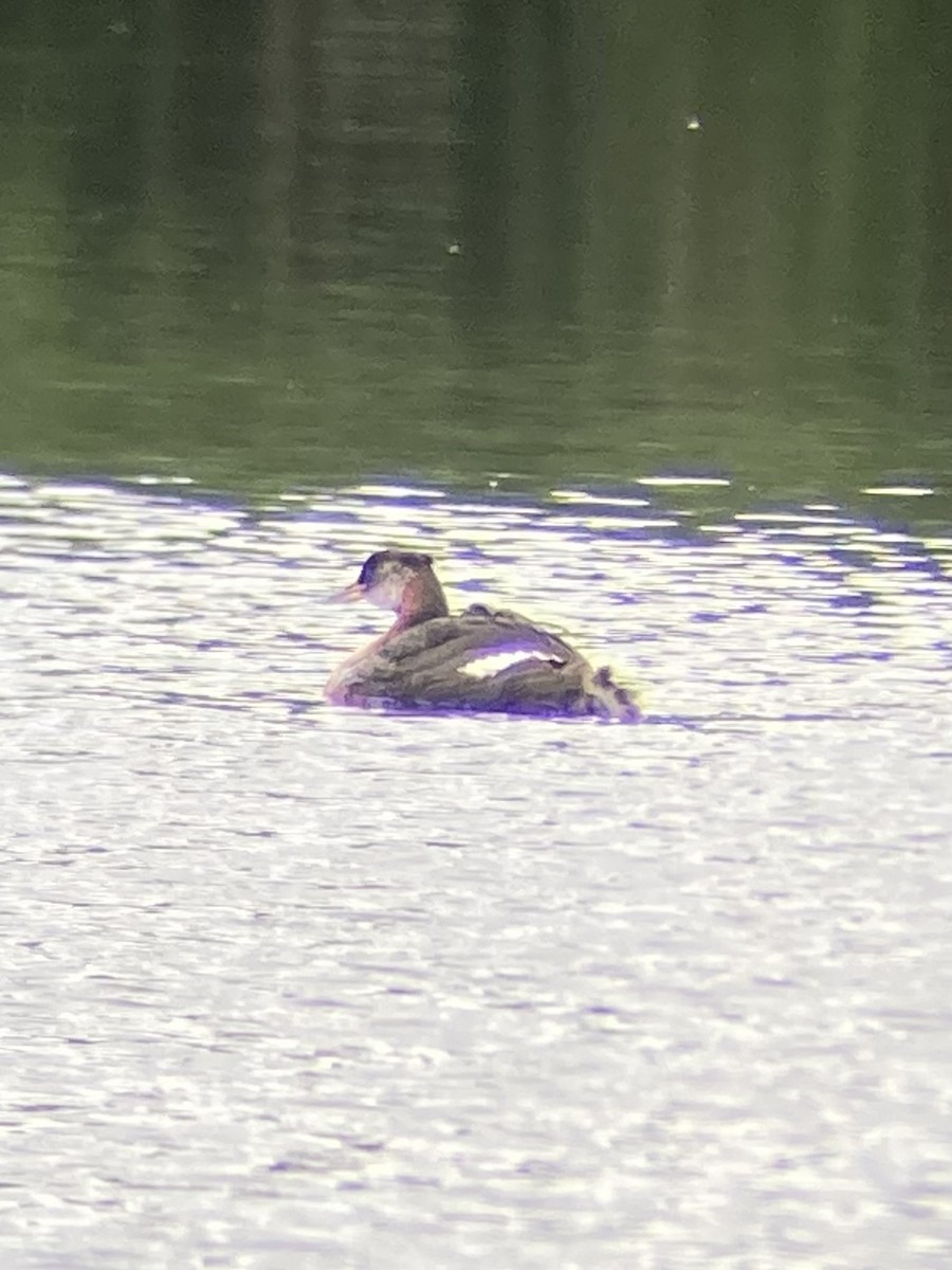 Red-necked Grebe - ML620470897