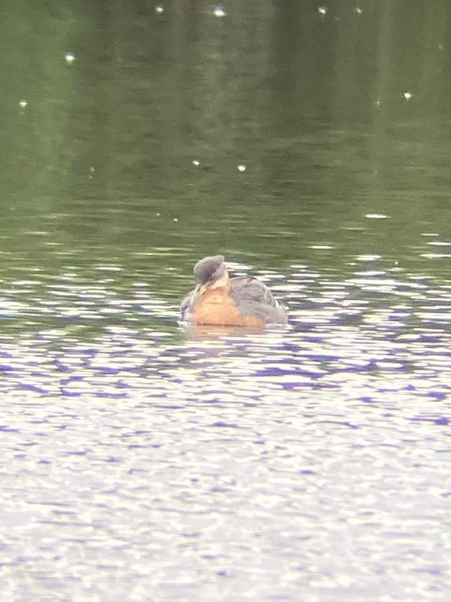 Red-necked Grebe - ML620470898