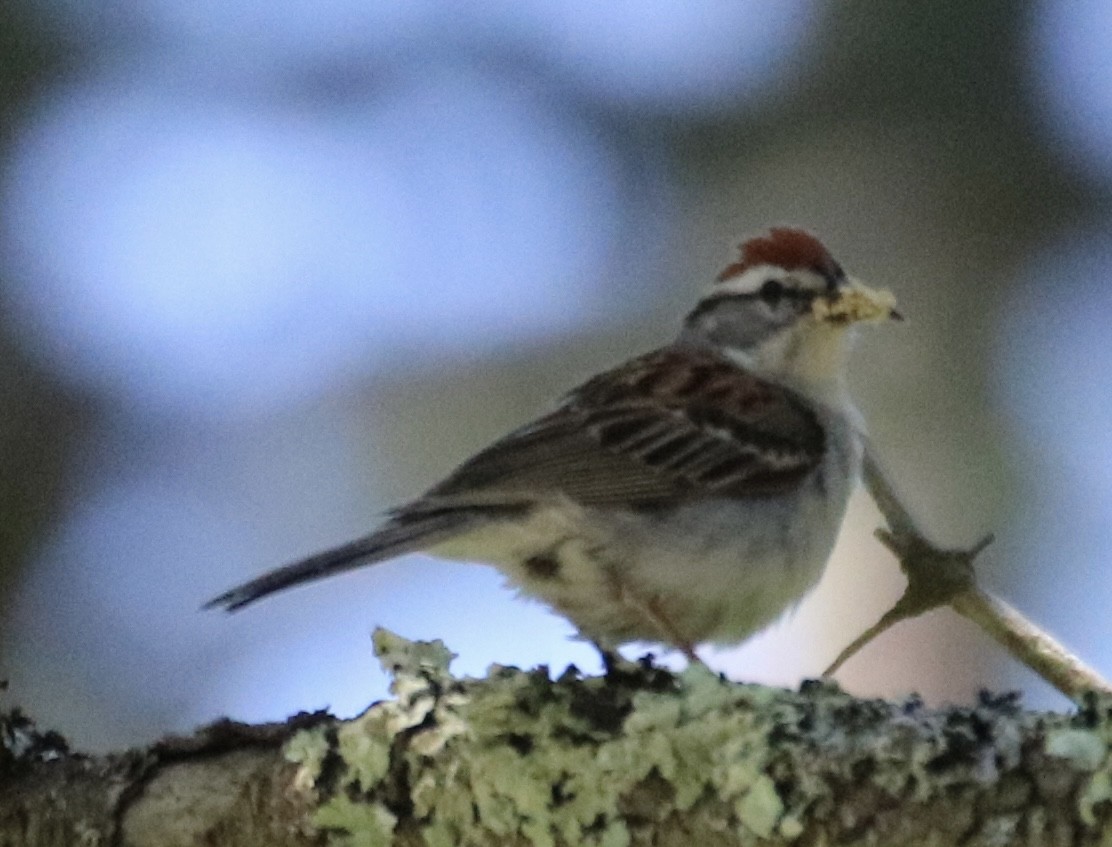 Chipping Sparrow - Kelly Krechmer