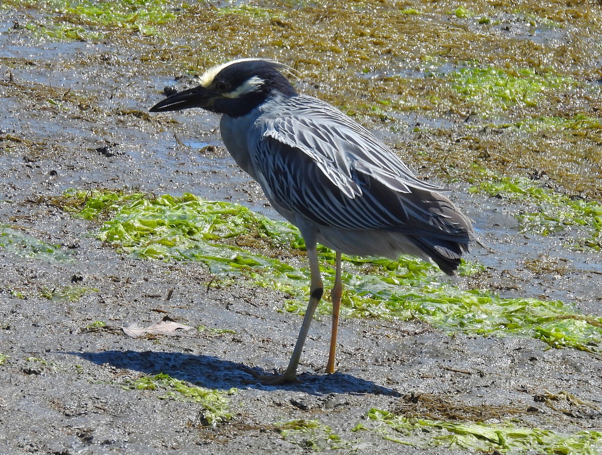 Yellow-crowned Night Heron - ML620470906