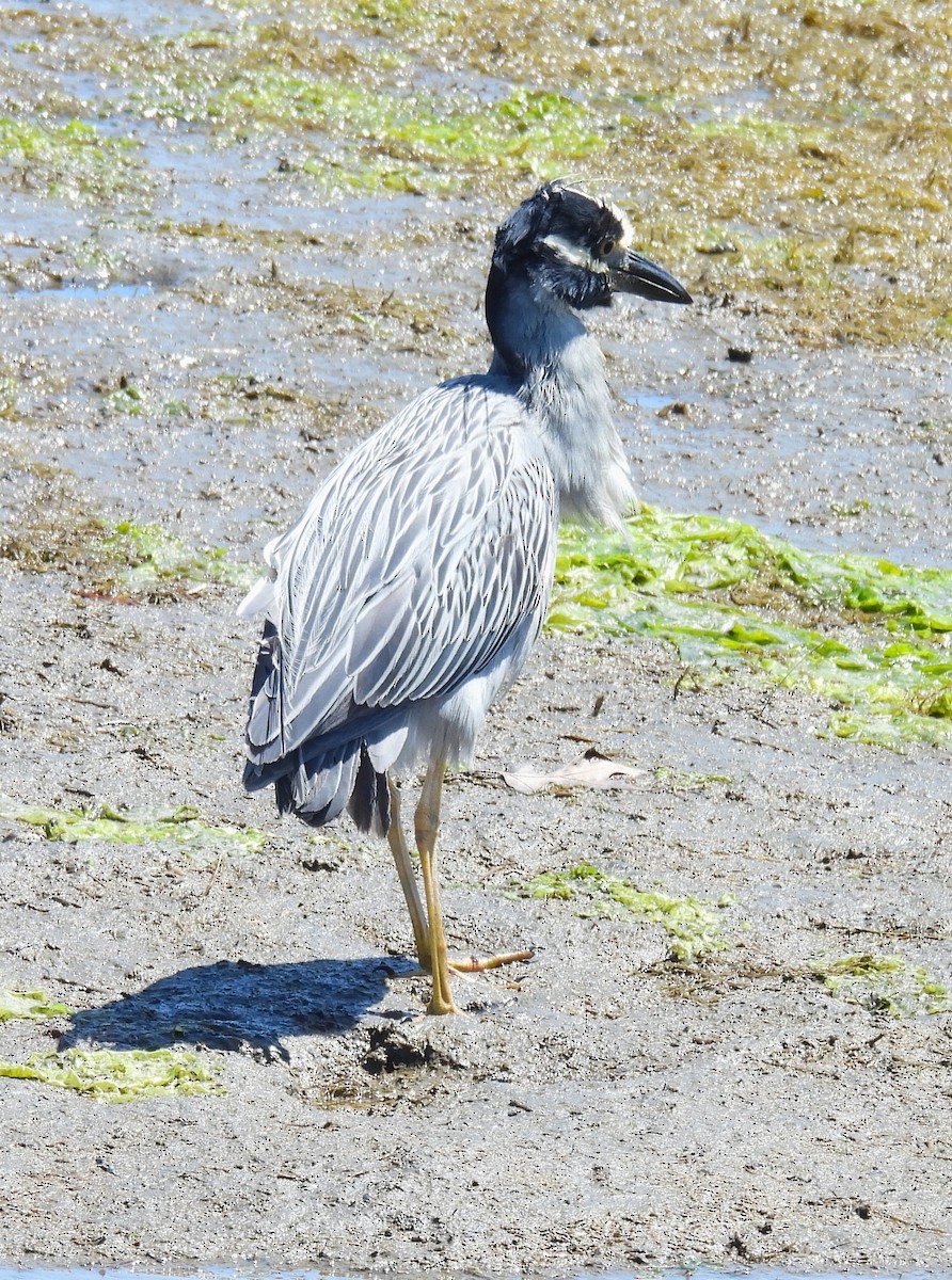 Yellow-crowned Night Heron - ML620470907