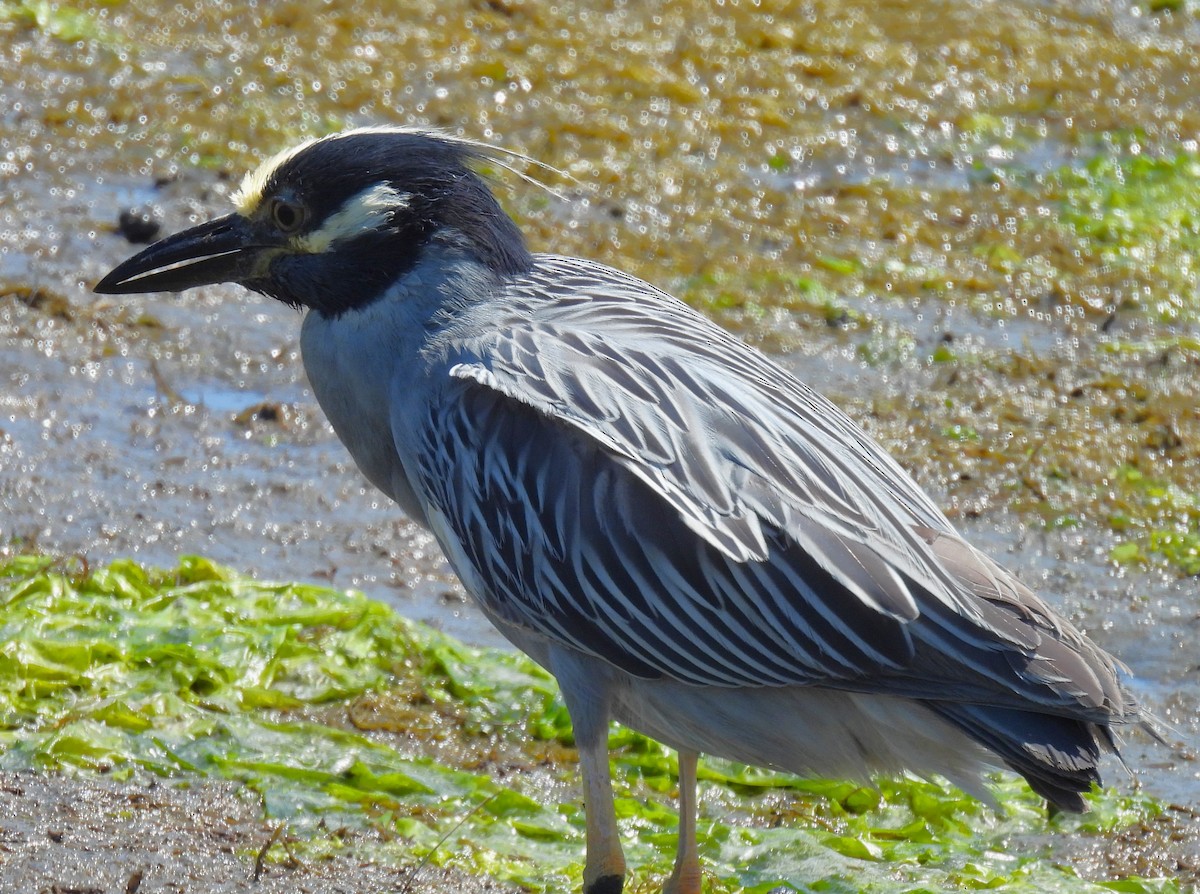 Yellow-crowned Night Heron - ML620470908