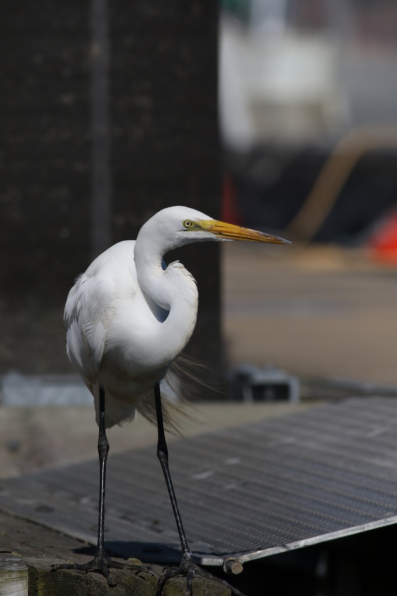 Great Egret - ML620470909