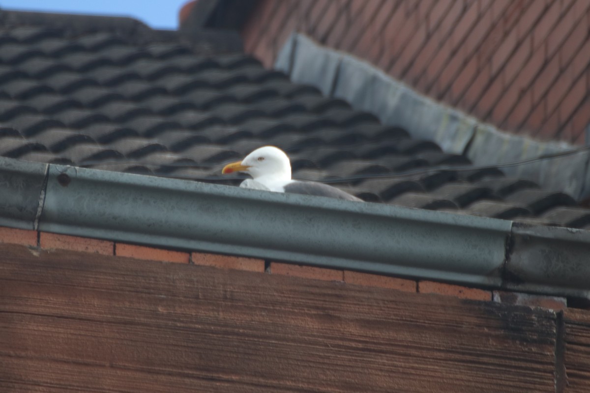 Gaviota Sombría (graellsii) - ML620470911