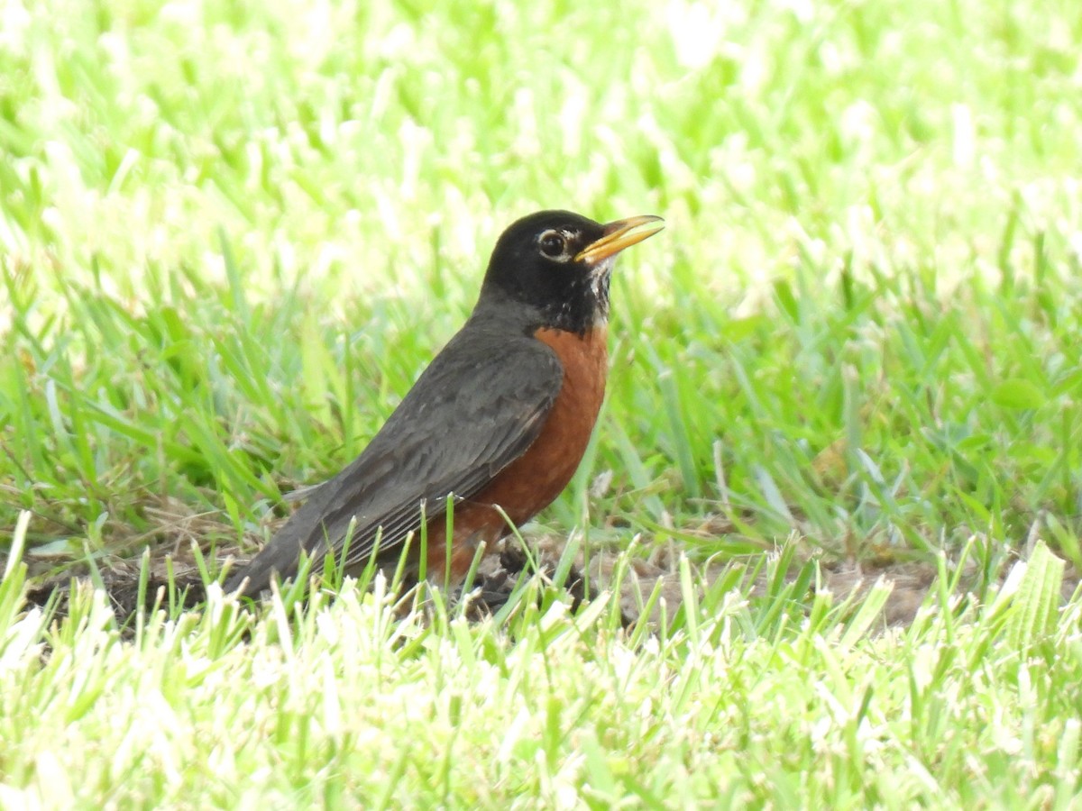 American Robin - ML620470913