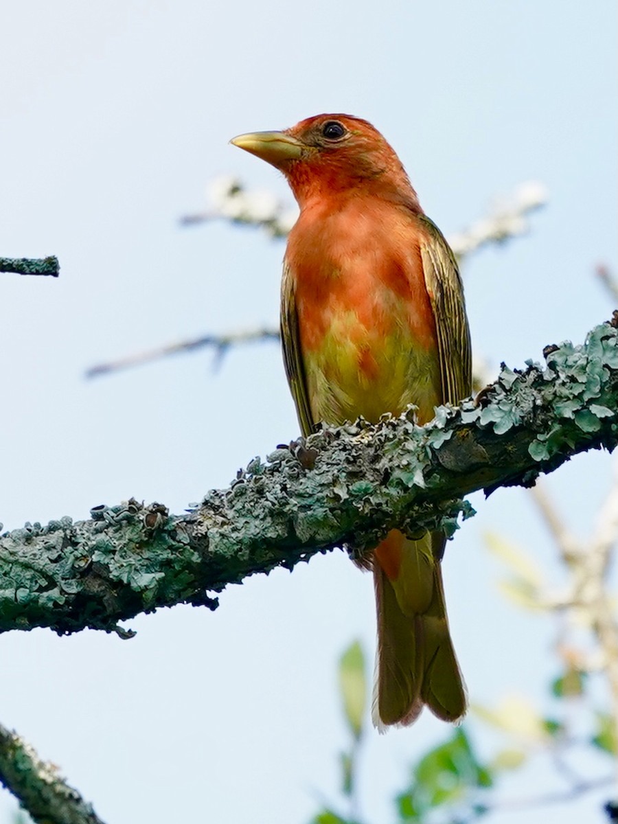 Piranga Roja - ML620470915