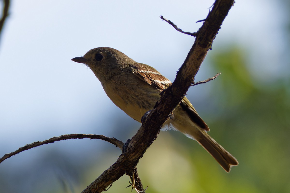 Hutton's Vireo - ML620470920