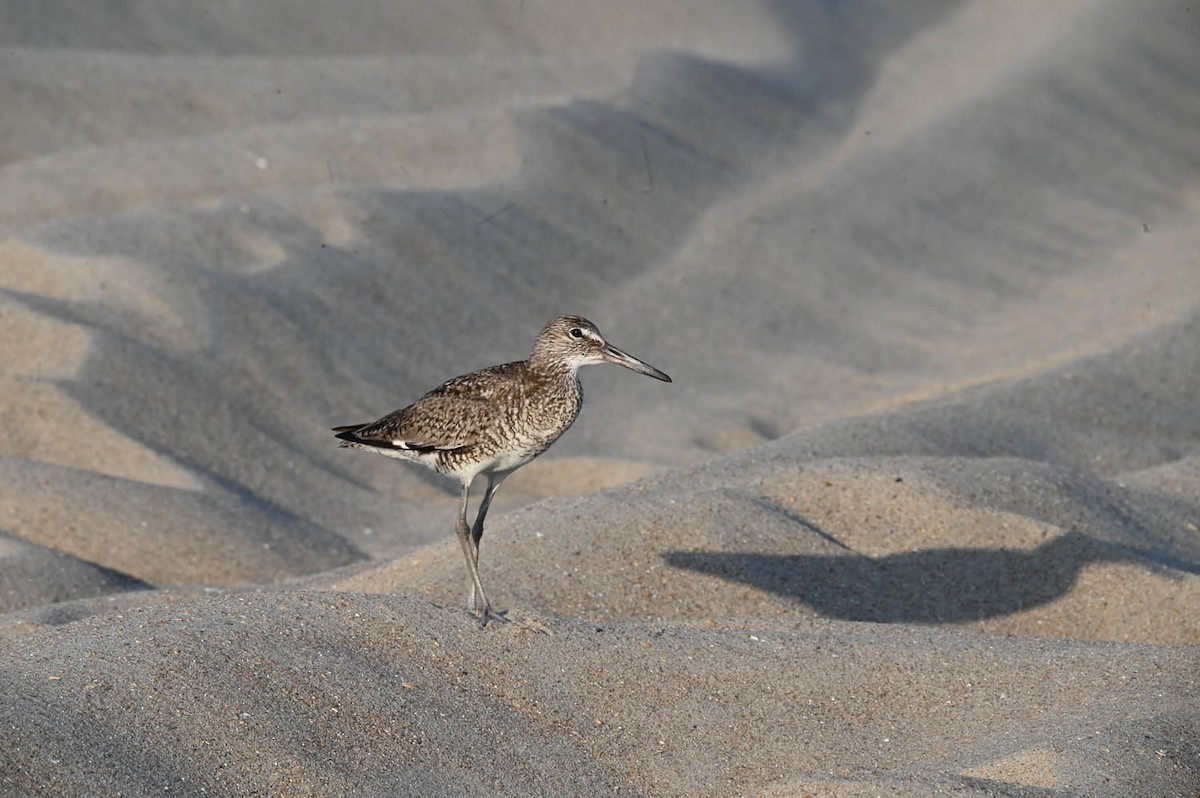 Willet - ML620470921