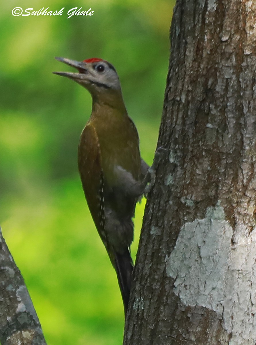 Gray-headed Woodpecker - ML620470924