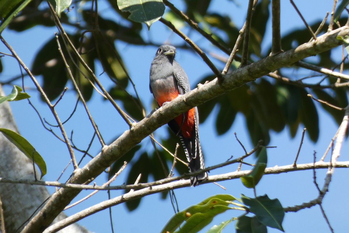 trogon modrotemenný - ML620470926