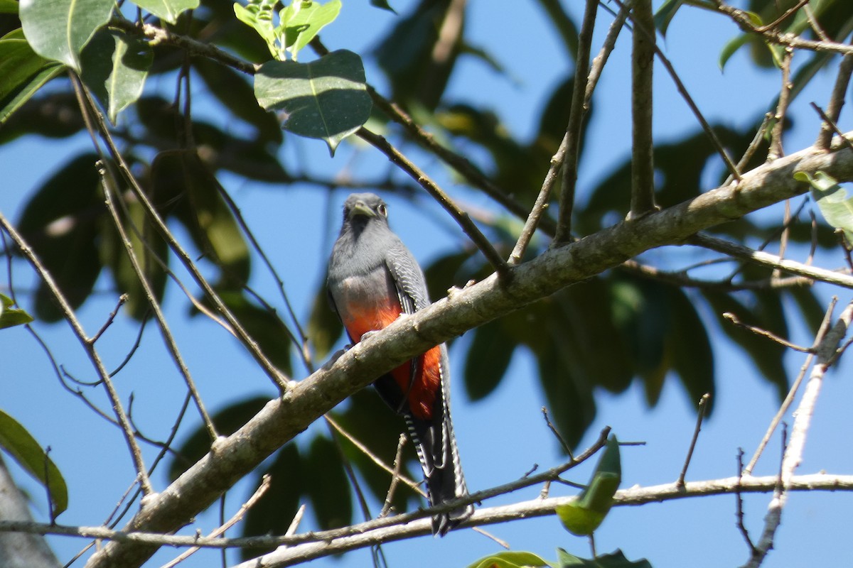 Blue-crowned Trogon - ML620470927