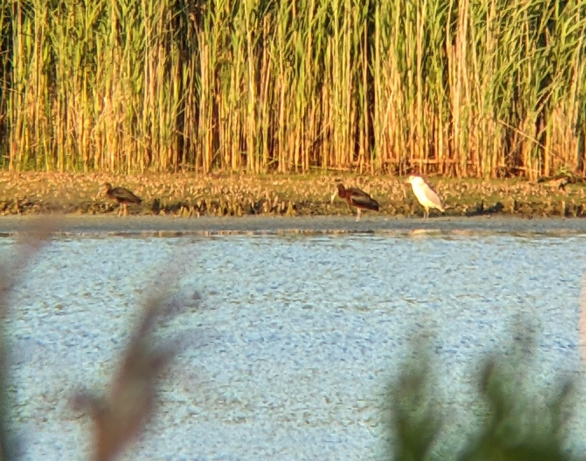 Glossy Ibis - ML620470928