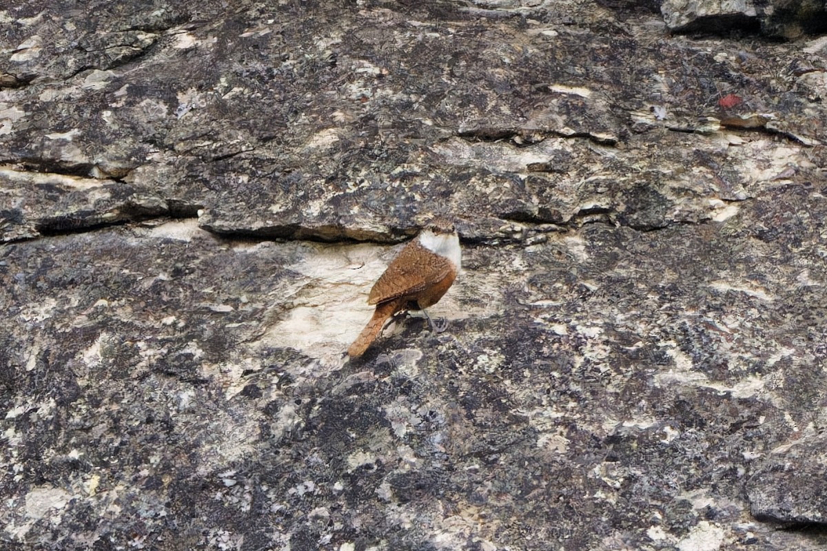 Canyon Wren - ML620470932