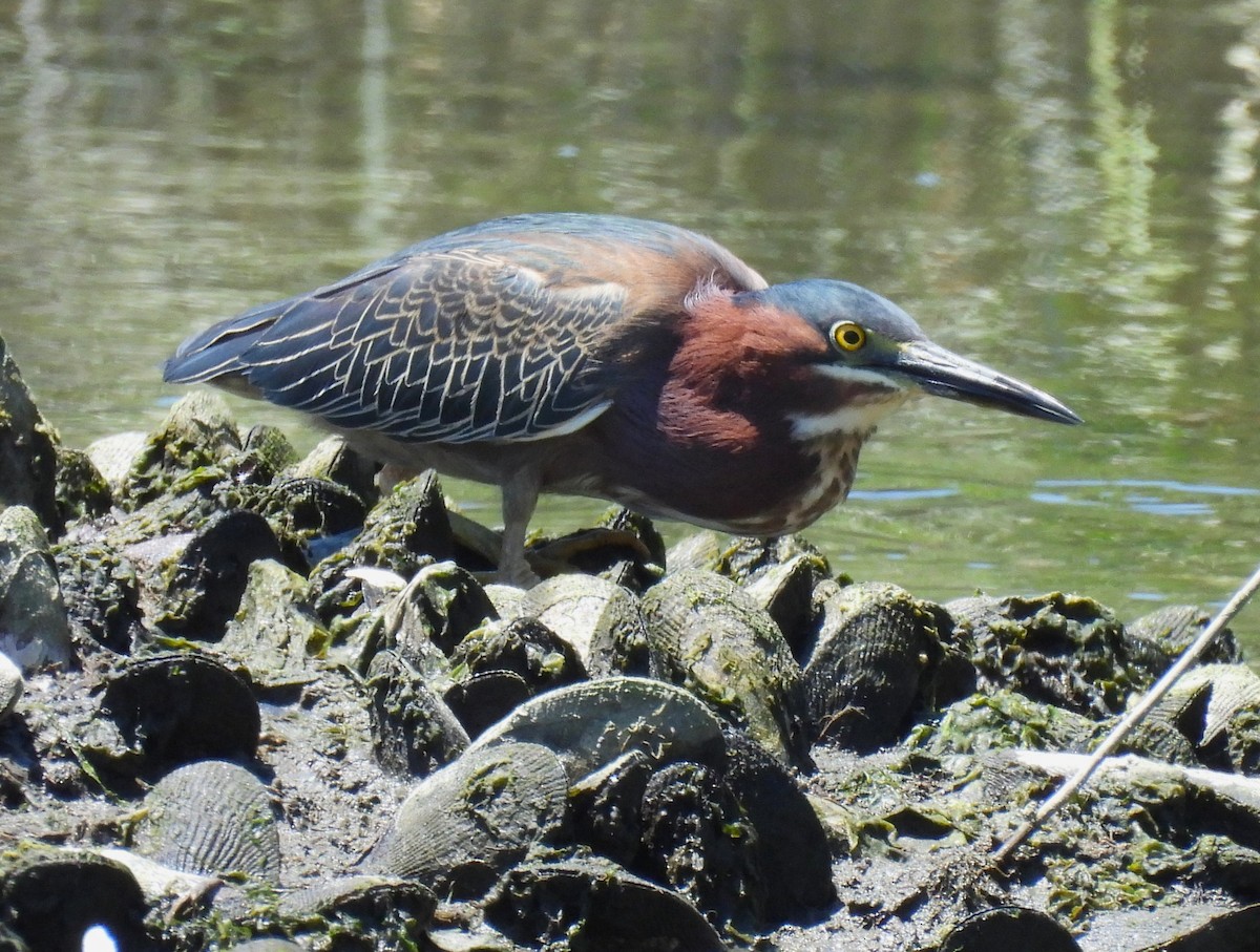 Green Heron - ML620470941