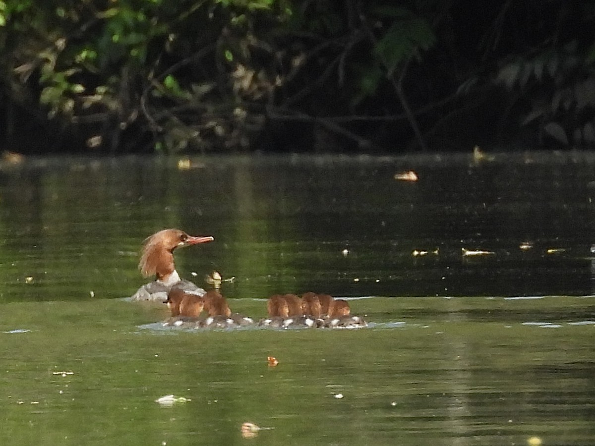 Common Merganser - ML620470946