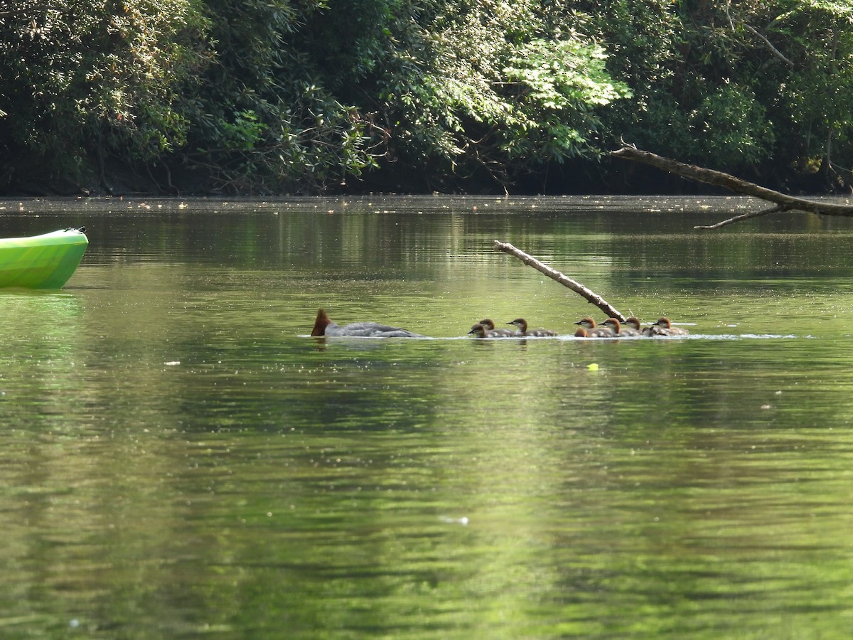 Common Merganser - ML620470950