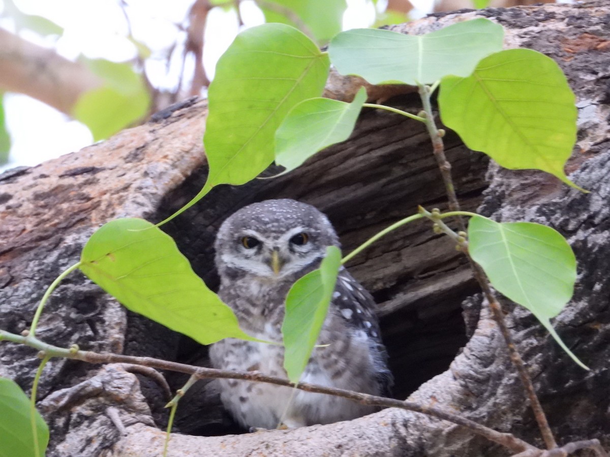 Spotted Owlet - ML620470953
