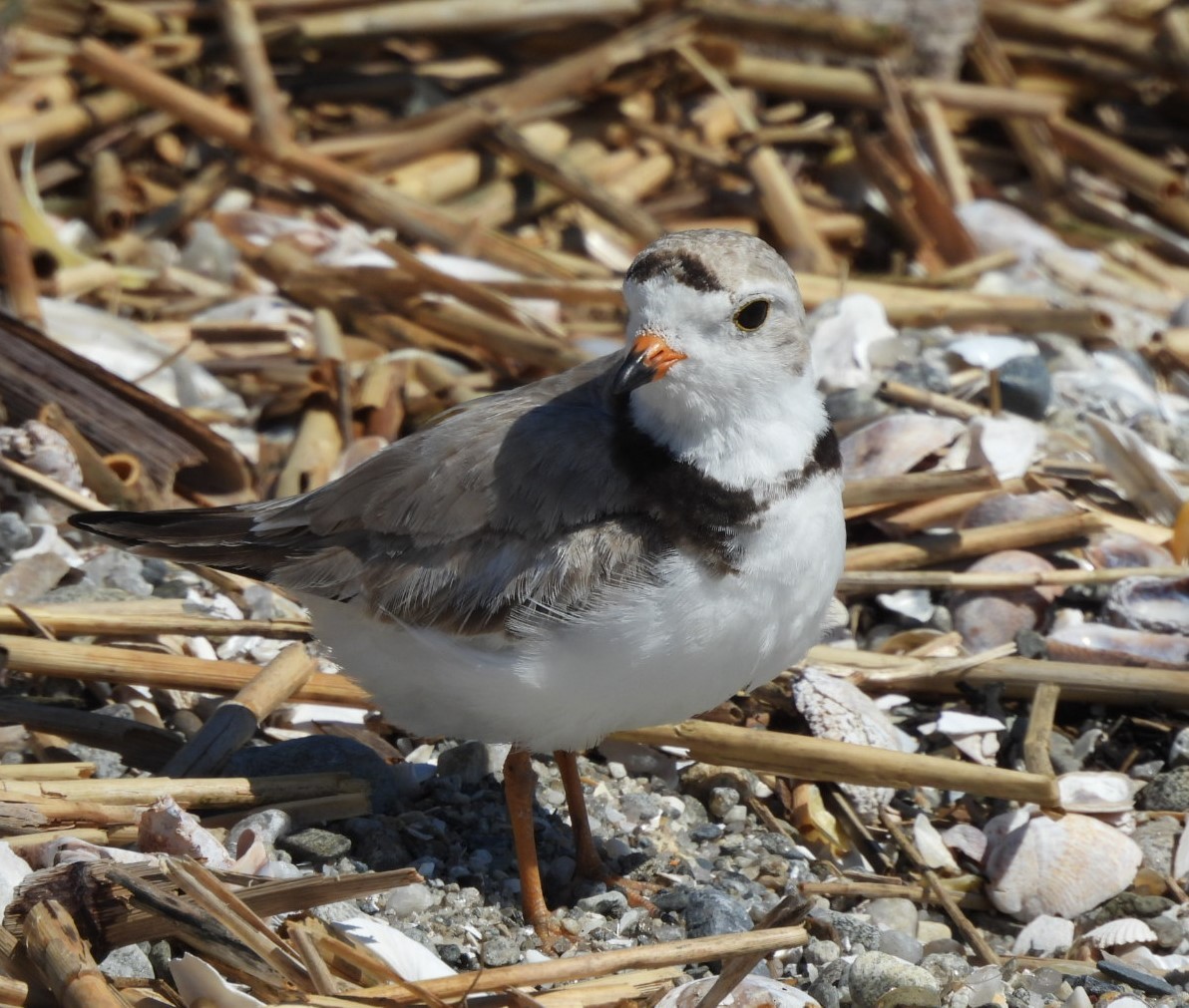 Piping Plover - ML620470954