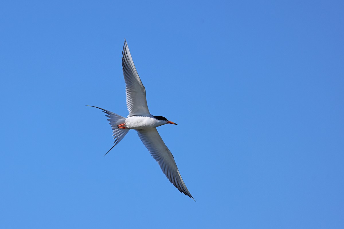 Common Tern - ML620470956