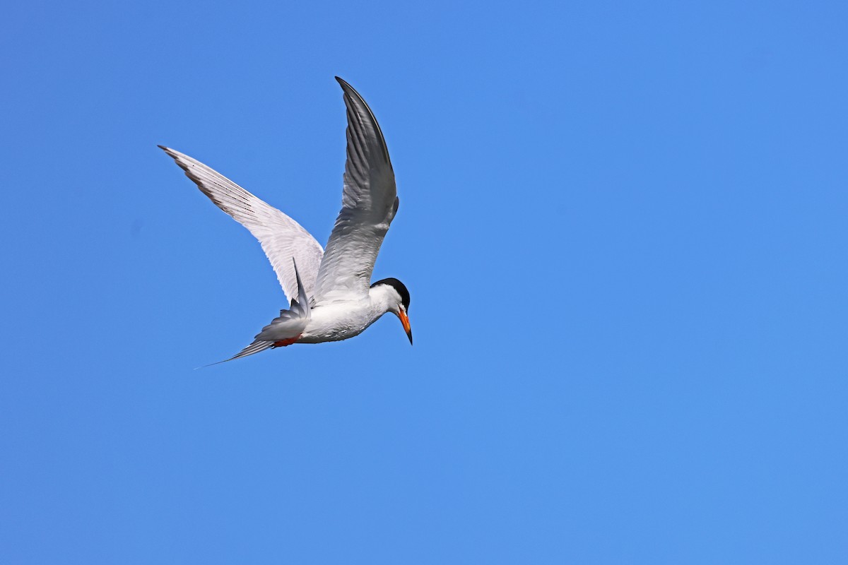 Common Tern - Ming P.