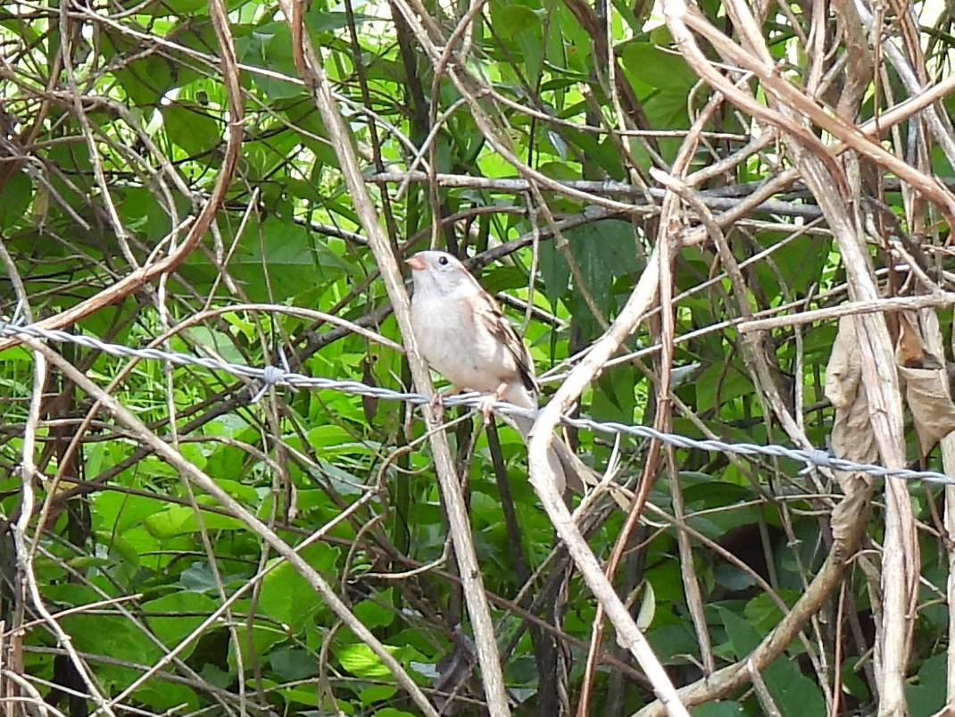 Field Sparrow - ML620470962