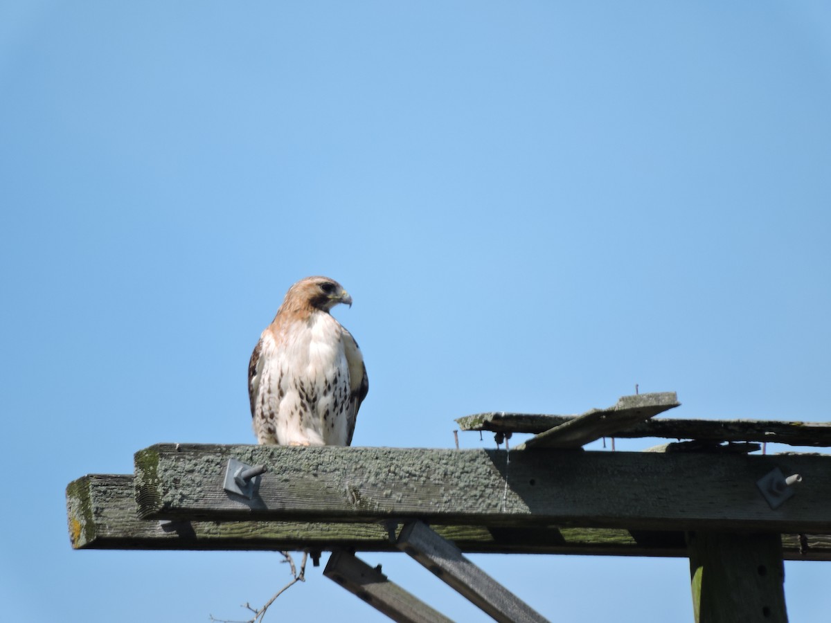 Red-tailed Hawk - ML620470965