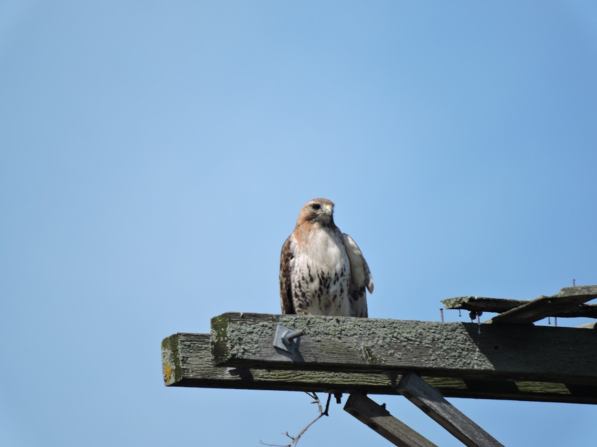 Red-tailed Hawk - ML620470966