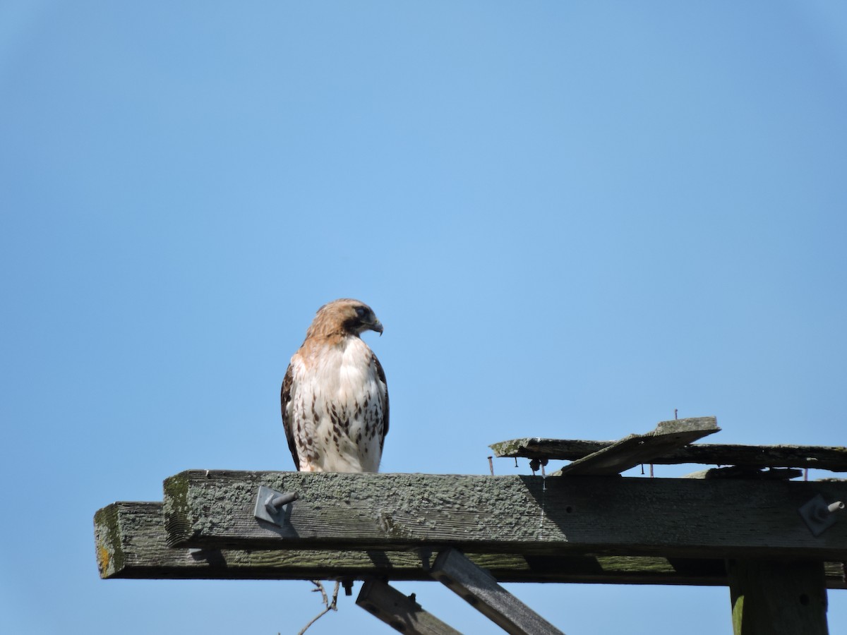 Red-tailed Hawk - ML620470967