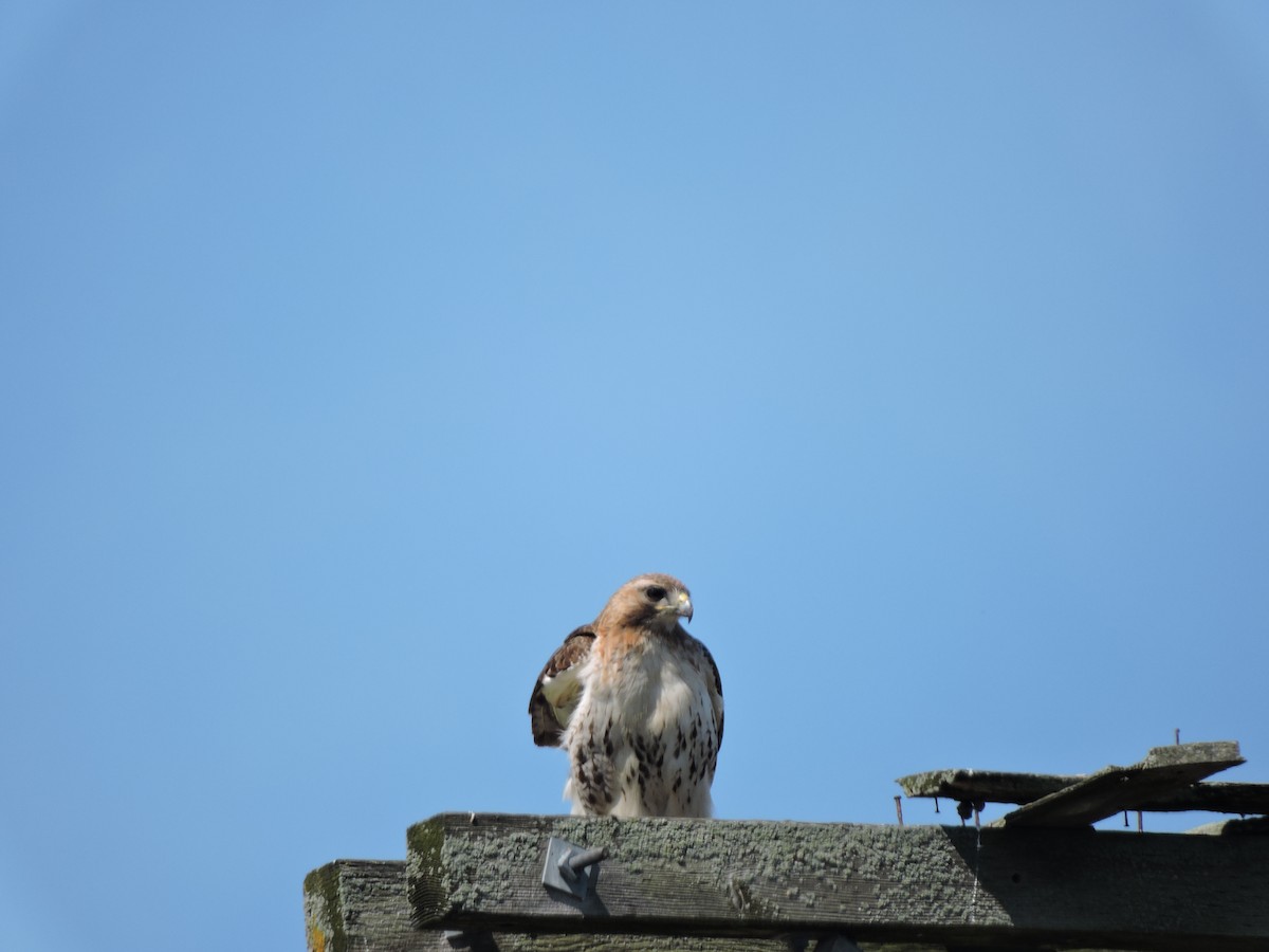 Red-tailed Hawk - ML620470968