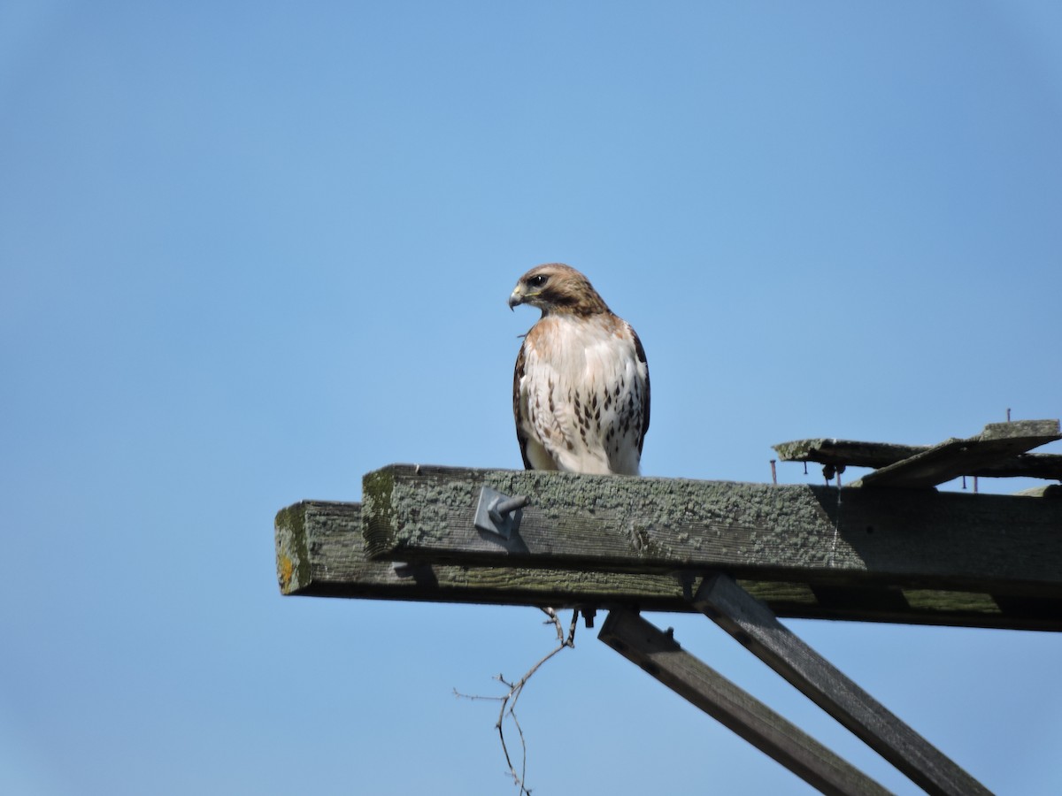 Red-tailed Hawk - ML620470969