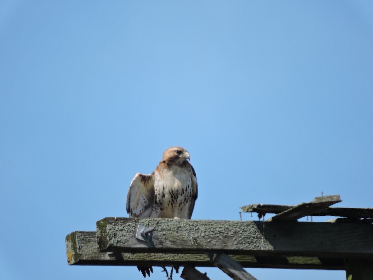 Red-tailed Hawk - ML620470970