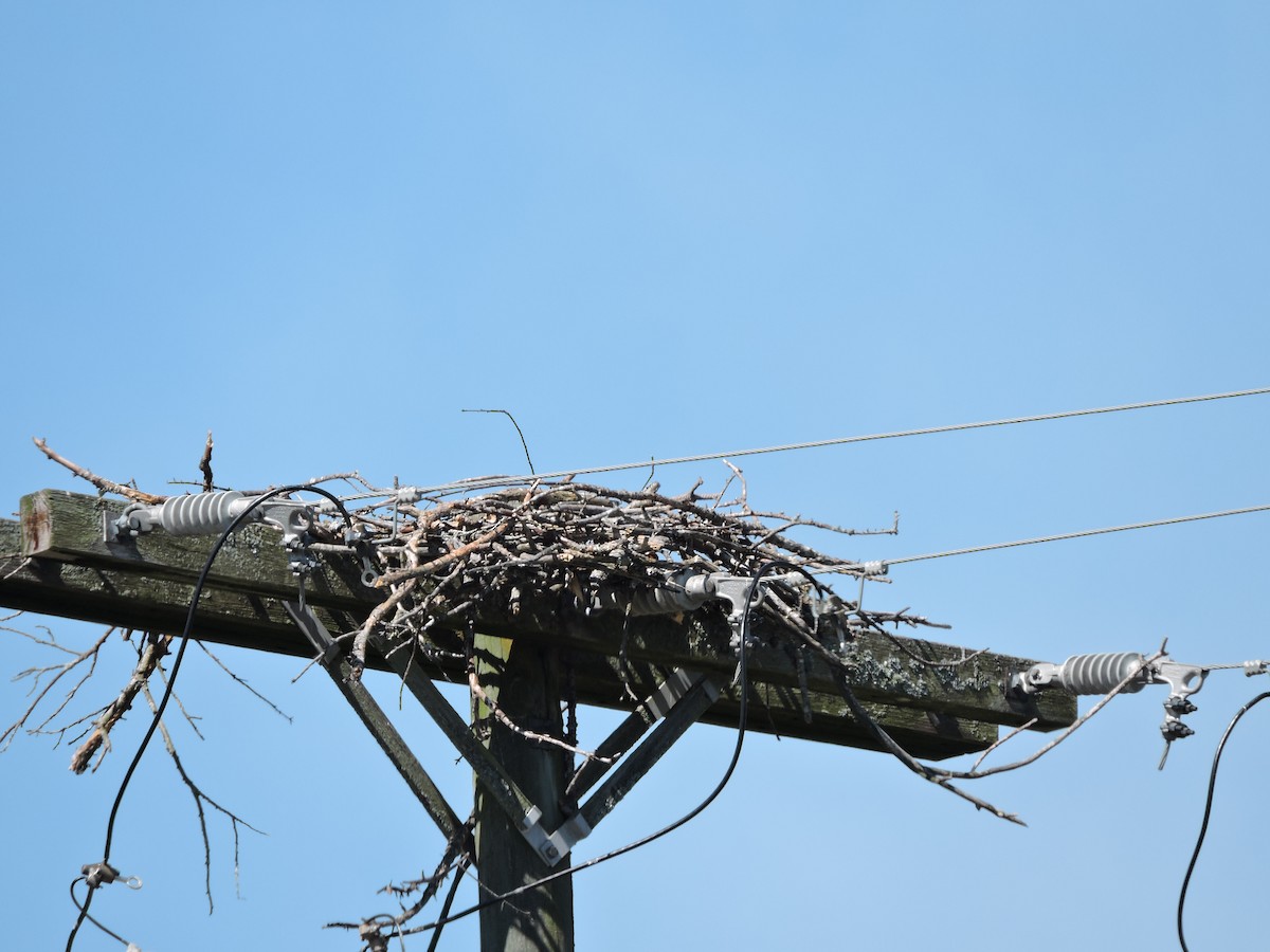 Red-tailed Hawk - ML620470973