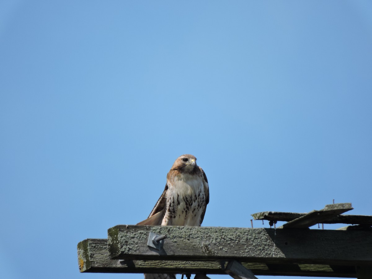 Red-tailed Hawk - ML620470976