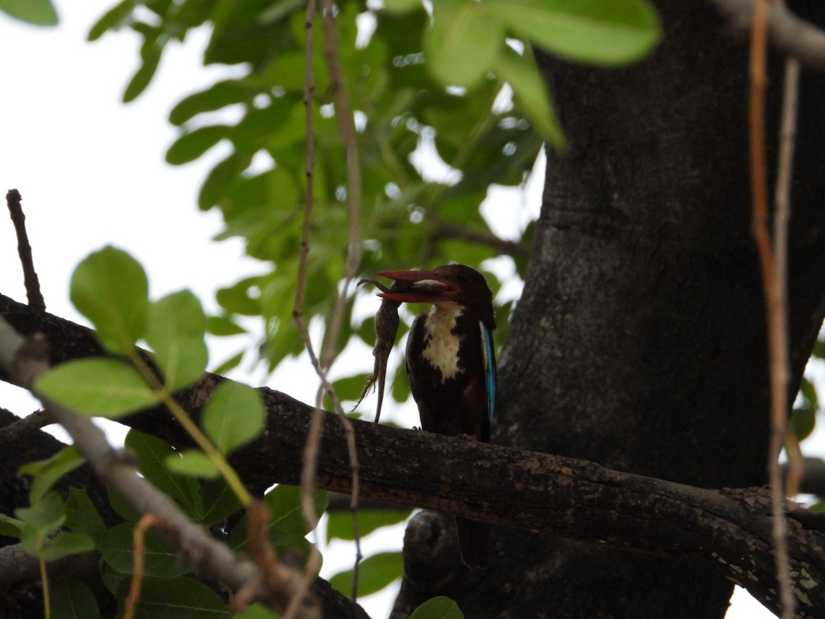 White-throated Kingfisher - VANDANA MOON
