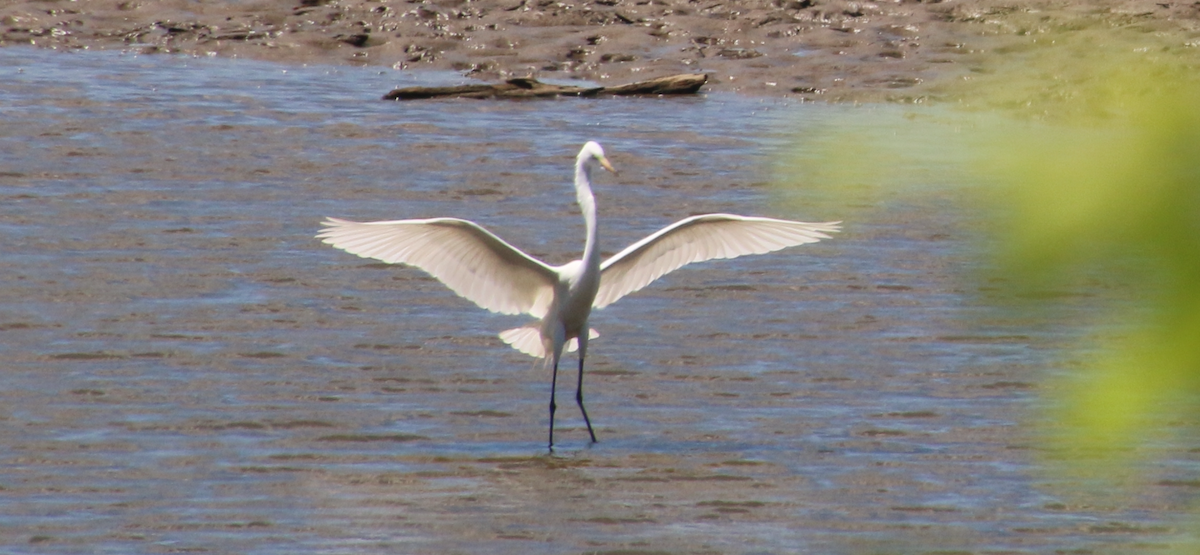 Great Egret - ML620471024