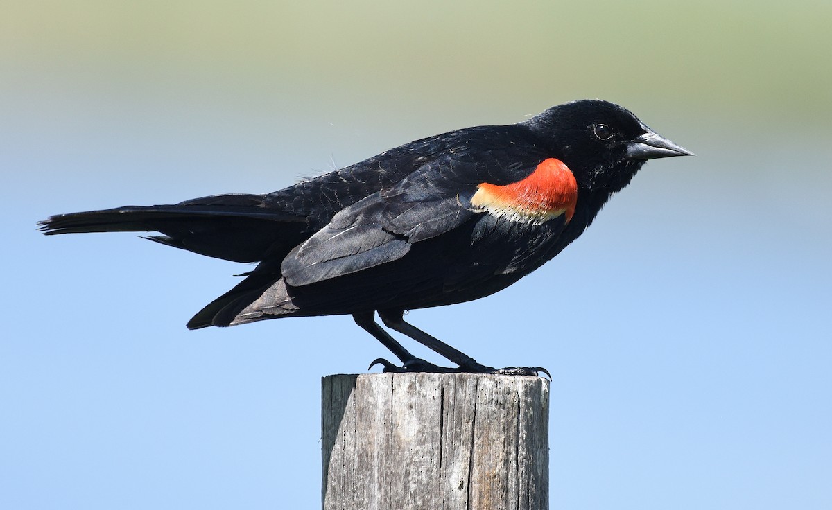 Red-winged Blackbird - ML620471025