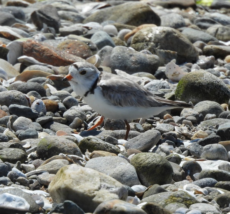 Piping Plover - ML620471026
