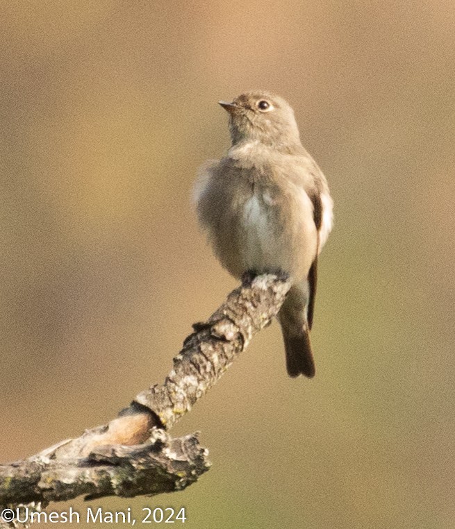 Papamoscas Siberiano - ML620471031