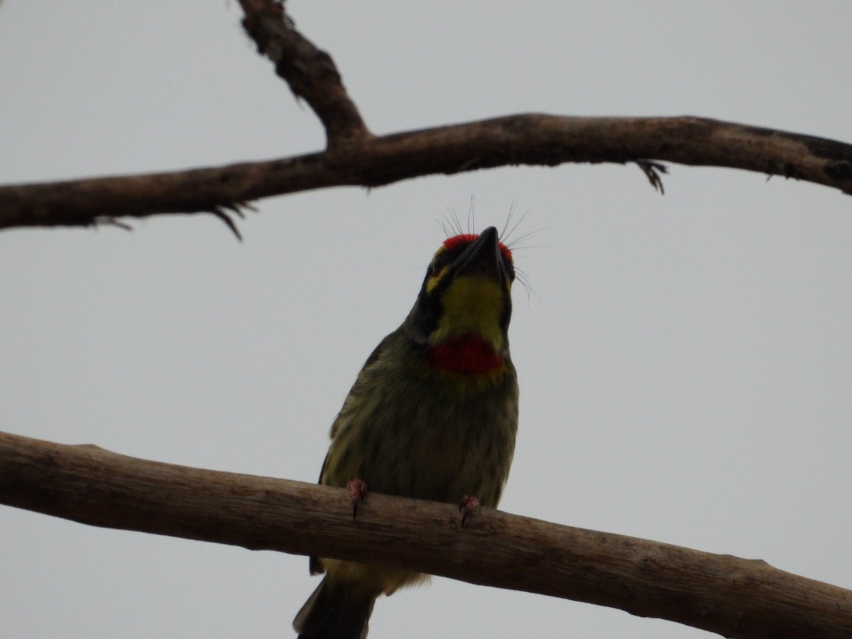 Coppersmith Barbet - ML620471033