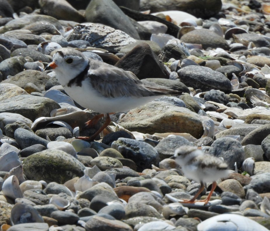 Piping Plover - ML620471036