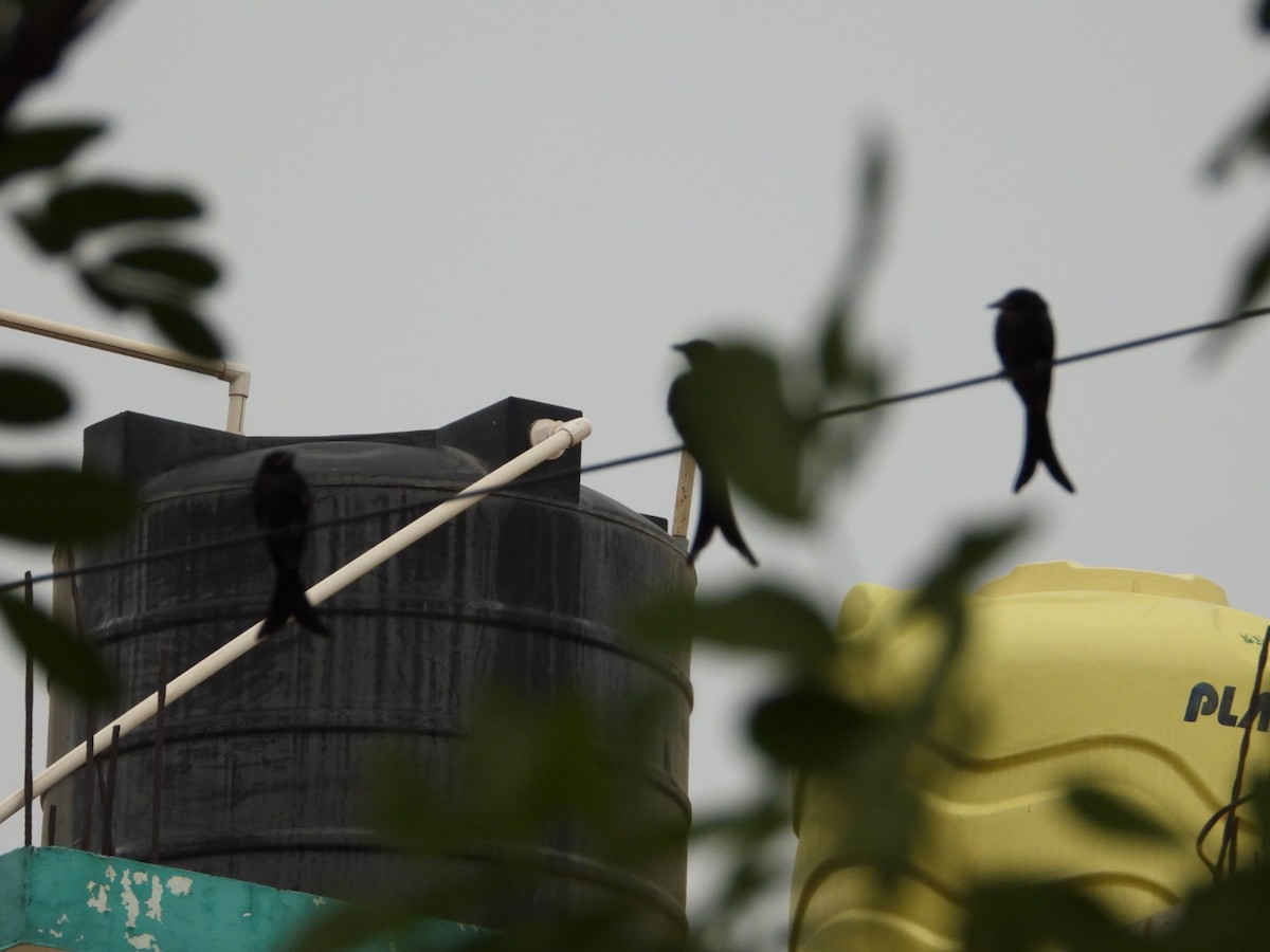 Black Drongo - ML620471037